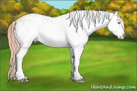 Horse Color:White Spotted Gold Champagne Splash 