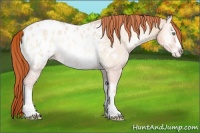 Horse Color:Buckskin Ice Pearl Onyx Appaloosa