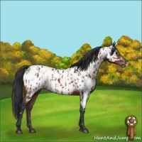 Horse Color:Bay Appaloosa  and Bay Appaloosa 