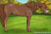 Horse Color:Chestnut 