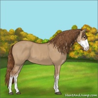 Horse Color:Red Dun Sabino