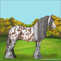 Horse Color:Bay Appaloosa and Bay Appaloosa