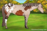 Horse Color:Bay Appaloosa  and Amber Champagne Appaloosa 