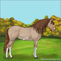 Horse Color:Red Dun Roan Splash Frame Rabicano 