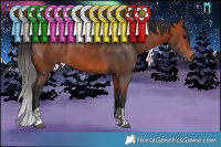 Horse Color:Bay  and Bay 