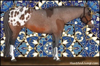 Horse Color:Bay Appaloosa  and Brown Appaloosa 