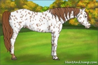 Horse Color:Chestnut Appaloosa
