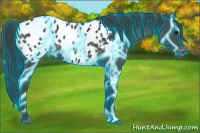 Horse Color:Thunderstruck Black Appaloosa