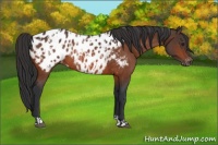 Horse Color:Bay Appaloosa  and Bay Appaloosa Rabicano 