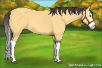 Horse Color:Buckskin Roan Splash