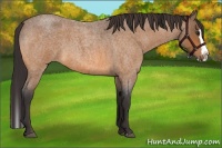 Horse Color:Buckskin Roan Splash Rabicano