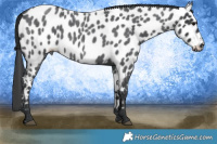 Horse Color:Blue Roan Near Leopard 