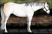 Horse Color:Gray Buckskin Splash Rabicano 