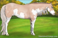 Horse Color:Silver Amber Champagne Splash Frame