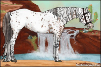 Horse Color:Bay Appaloosa  and Bay Appaloosa 