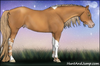 Horse Color:Gray Gold Champagne Tobiano 