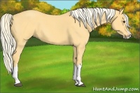 Horse Color:Palomino Roan Splash