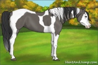 Horse Color:Grullo Splash Tobiano 