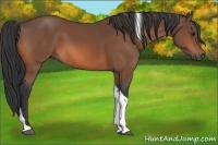 Horse Color:Bay Tobiano Rabicano 
