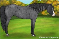Horse Color:Blue Roan Splash 