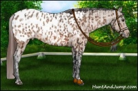 Horse Color:Bay Appaloosa  and Bay Dun Appaloosa 