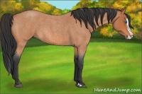 Horse Color:Bay Roan Splash 