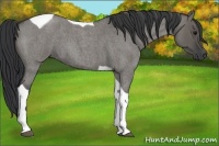 Horse Color:Grullo Roan Tobiano