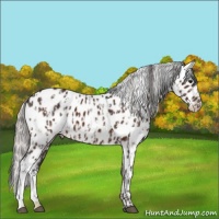 Horse Color:Brown Appaloosa  and Silver Brown Appaloosa 