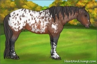 Horse Color:Bay Appaloosa  and Bay Appaloosa 