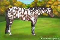 Horse Color:Brown Appaloosa and Bay Appaloosa