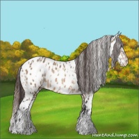 Horse Color:Bay Dun Appaloosa  and Bay Dun Splash Appaloosa 