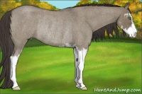 Horse Color:Smoky Grullo Roan Sabino Rabicano