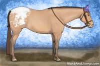 Horse Color:Amber Champagne Appaloosa 