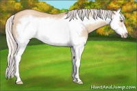 Horse Color:Silver Classic Champagne Dun Splash Frame 