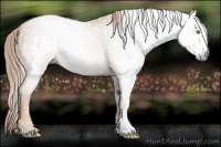 Horse Color:Gray Gold Champagne 