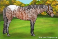 Horse Color:Bay Snowcap  and Bay Snowcap 