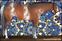 Horse Color:White Spotted Bay Sabino Splash Rabicano