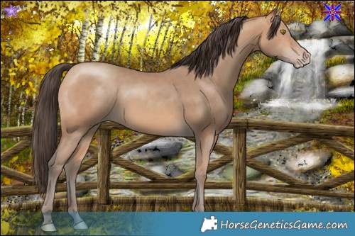 Horse Color:Amber Champagne 