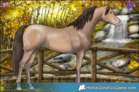 Horse Color:Amber Champagne 
