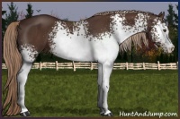 Horse Color:White Spotted Liver Chestnut 