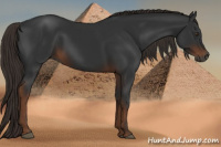 Horse Color:Gray Liver Chestnut