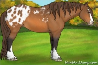 Horse Color:Buckskin Sabino Appaloosa