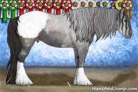 Horse Color:Smoky Black Appaloosa 