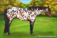 Horse Color:Bay Appaloosa  and Bay Appaloosa 