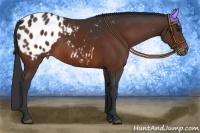 Horse Color:Brown Appaloosa 