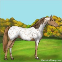 Horse Color:Chestnut Near Leopard 
