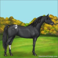 Horse Color:Blue Roan Appaloosa 