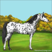 Horse Color:Blue Roan Appaloosa 