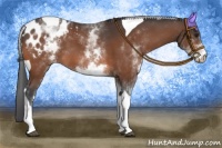 Horse Color:White Spotted Bay Tobiano Appaloosa 