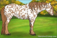 Horse Color:Chestnut Appaloosa 